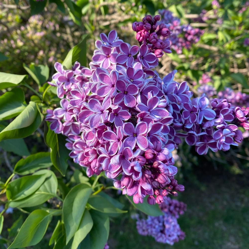 Meet your Posher, Bee